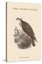 Pandion Haliataetus - Osprey - Sea Hawk - Fish Eagle-John Gould-Stretched Canvas