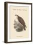 Pandion Haliataetus - Osprey - Sea Hawk - Fish Eagle-John Gould-Framed Art Print