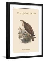 Pandion Haliataetus - Osprey - Sea Hawk - Fish Eagle-John Gould-Framed Art Print