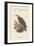 Pandion Haliataetus - Osprey - Sea Hawk - Fish Eagle-John Gould-Framed Art Print