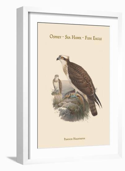 Pandion Haliataetus - Osprey - Sea Hawk - Fish Eagle-John Gould-Framed Art Print