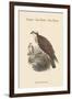 Pandion Haliataetus - Osprey - Sea Hawk - Fish Eagle-John Gould-Framed Art Print
