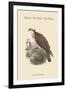 Pandion Haliataetus - Osprey - Sea Hawk - Fish Eagle-John Gould-Framed Art Print