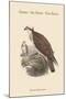 Pandion Haliataetus - Osprey - Sea Hawk - Fish Eagle-John Gould-Mounted Art Print