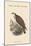 Pandion Haliataetus - Osprey - Sea Hawk - Fish Eagle-John Gould-Mounted Premium Giclee Print