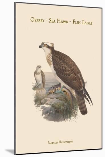 Pandion Haliataetus - Osprey - Sea Hawk - Fish Eagle-John Gould-Mounted Premium Giclee Print