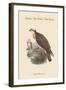 Pandion Haliataetus - Osprey - Sea Hawk - Fish Eagle-John Gould-Framed Art Print