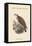 Pandion Haliataetus - Osprey - Sea Hawk - Fish Eagle-John Gould-Framed Stretched Canvas