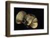 Panellus Serotinus (Late Fall-Oyste, Olive Oysterling)-Paul Starosta-Framed Photographic Print