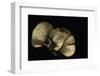 Panellus Serotinus (Late Fall-Oyste, Olive Oysterling)-Paul Starosta-Framed Photographic Print