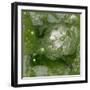 Pangaea II-Alicia Ludwig-Framed Art Print