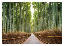Bamboo Forest, Kyoto, Japan-Pangea Images-Stretched Canvas