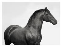 King Mamba, Stallion-Pangea Images-Giclee Print