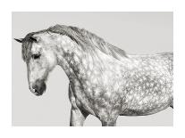 King Mamba, Stallion-Pangea Images-Giclee Print