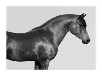 Orpheus, Arab Horse-Pangea Images-Giclee Print