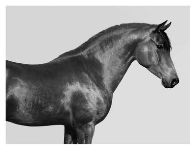 Orpheus, Arab Horse