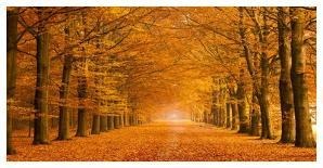 Woods in autumn-Pangea Images-Art Print
