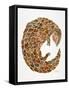 Pangolin-Cat Coquillette-Framed Stretched Canvas