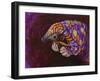 Pangolin-Corina St. Martin-Framed Giclee Print