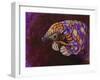 Pangolin-Corina St. Martin-Framed Giclee Print