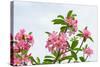 Panicle of Pink Desert Rose-tamnongbigstock-Stretched Canvas