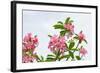 Panicle of Pink Desert Rose-tamnongbigstock-Framed Photographic Print
