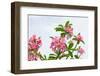 Panicle of Pink Desert Rose-tamnongbigstock-Framed Photographic Print