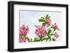 Panicle of Pink Desert Rose-tamnongbigstock-Framed Photographic Print