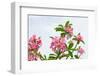 Panicle of Pink Desert Rose-tamnongbigstock-Framed Photographic Print