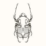 Hand Drawn Engraving Sketch Scarab Beetle, May Bug, European Diving Beetle. Vector Illustration For-panki-Stretched Canvas