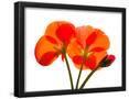 Essential Black