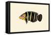 Panoo-Girawah Worm-Parrot-John Whitchurch Bennett-Framed Stretched Canvas