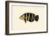 Panoo-Girawah Worm-Parrot-John Whitchurch Bennett-Framed Art Print