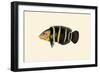 Panoo-Girawah Worm-Parrot-John Whitchurch Bennett-Framed Art Print