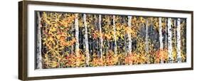 Panor Aspens 2-Roderick E. Stevens-Framed Giclee Print