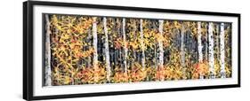 Panor Aspens 2-Roderick E. Stevens-Framed Giclee Print