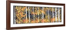 Panor Aspens 2-Roderick E. Stevens-Framed Giclee Print