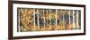 Panor Aspens 2-Roderick E. Stevens-Framed Giclee Print