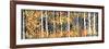 Panor Aspens 2-Roderick E. Stevens-Framed Giclee Print