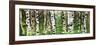 Panor Aspens 4-Roderick E. Stevens-Framed Giclee Print