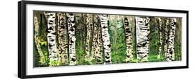 Panor Aspens 4-Roderick E. Stevens-Framed Giclee Print