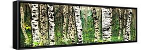 Panor Aspens 4-Roderick E. Stevens-Framed Stretched Canvas