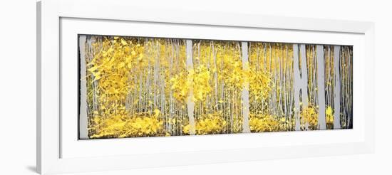 Panor Aspens Grey Forest-Roderick E. Stevens-Framed Giclee Print