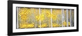 Panor Aspens Grey Forest-Roderick E. Stevens-Framed Giclee Print