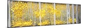 Panor Aspens Grey Forest-Roderick E. Stevens-Mounted Giclee Print