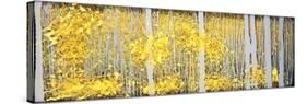 Panor Aspens Grey Forest-Roderick E. Stevens-Stretched Canvas