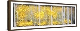 Panor Aspens Grey Forest-Roderick E. Stevens-Framed Premium Giclee Print