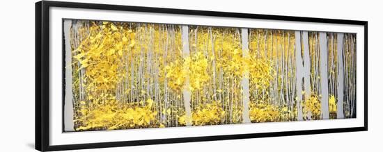 Panor Aspens Grey Forest-Roderick E. Stevens-Framed Premium Giclee Print