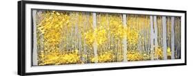 Panor Aspens Grey Forest-Roderick E. Stevens-Framed Premium Giclee Print