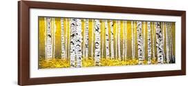 Panor Aspens Yellow Floor-Roderick E. Stevens-Framed Giclee Print